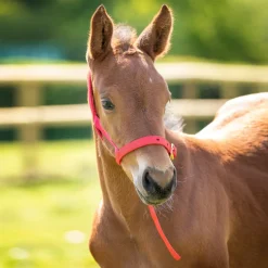ARMA Foal Slip^Shires Equestrian Clearance