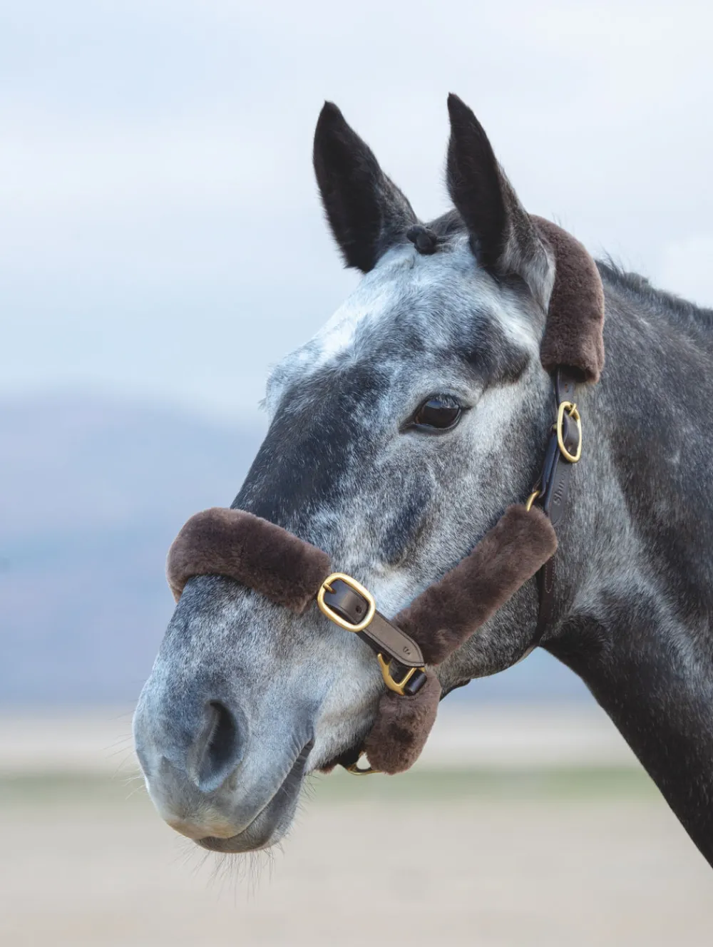 ARMA SupaFleece Halter Fleeces^Shires Equestrian Online