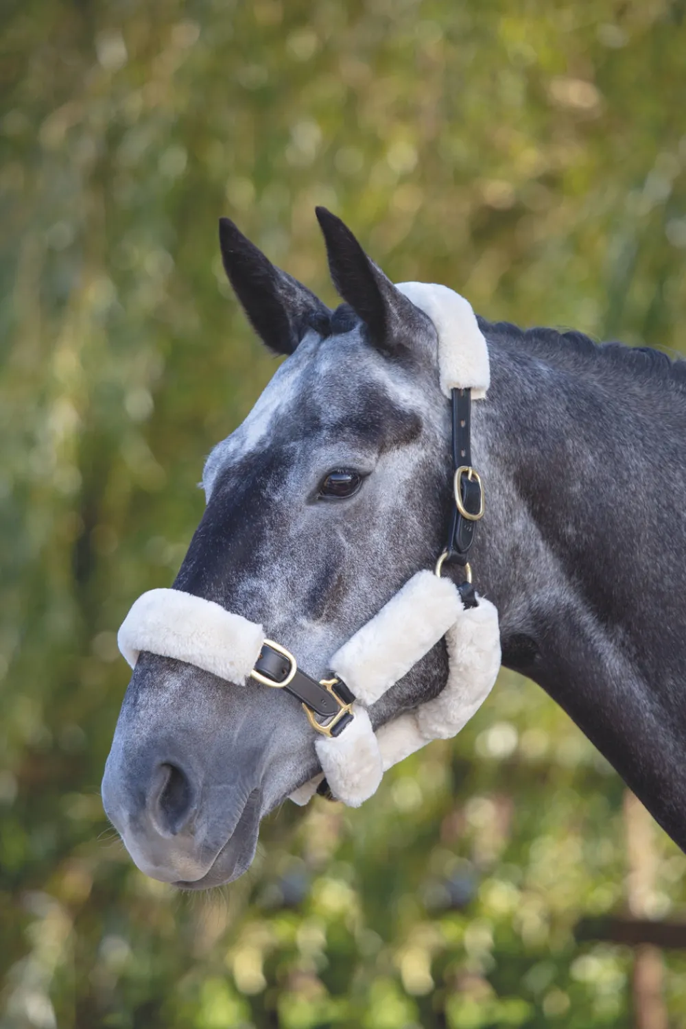 ARMA SupaFleece Halter Fleeces^Shires Equestrian Online