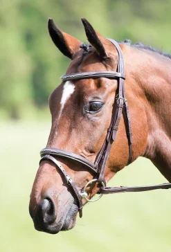 Avignon Padded Raised Flash Bridle^Shires Equestrian