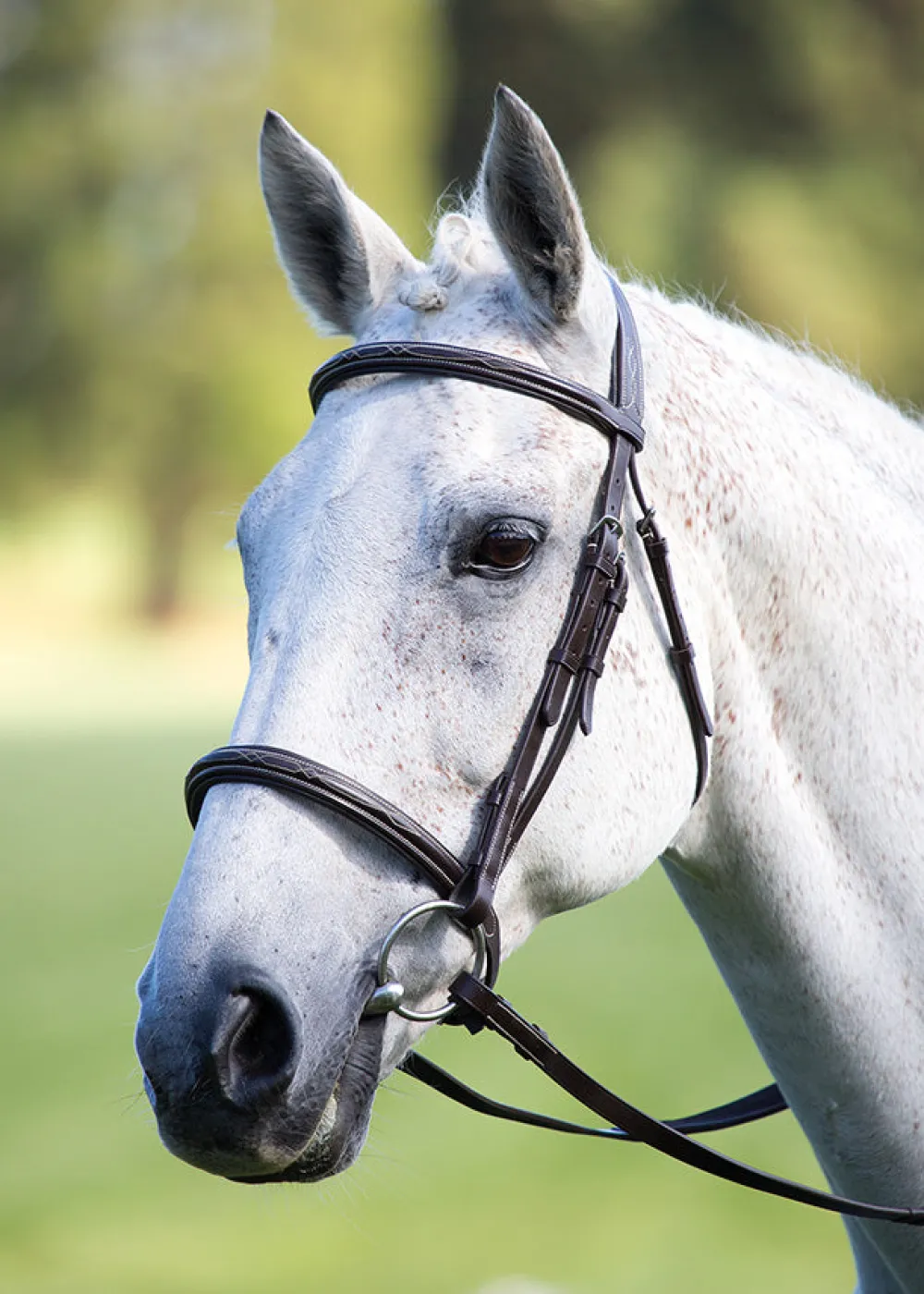 Avignon Raised Cavesson Bridle^Shires Equestrian Outlet