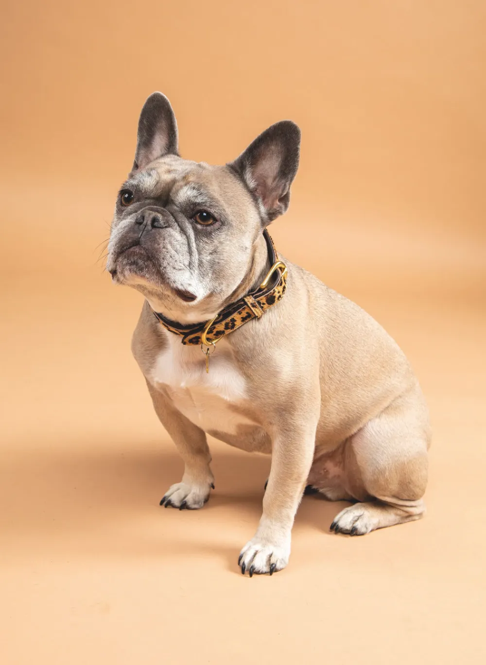 Digby & Fox Cow Hair Dog Collar^Shires Equestrian Clearance