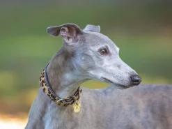Digby & Fox Cow Hair Greyhound Collar^Shires Equestrian