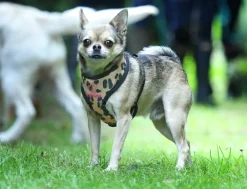 Digby & Fox Print Harness^Shires Equestrian Online