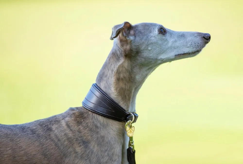 Digby & Fox Padded Greyhound Collar^Shires Equestrian New