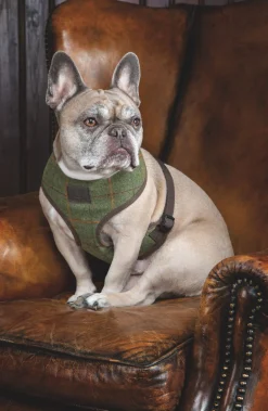 Digby & Fox Tweed Dog Harness^Shires Equestrian Discount