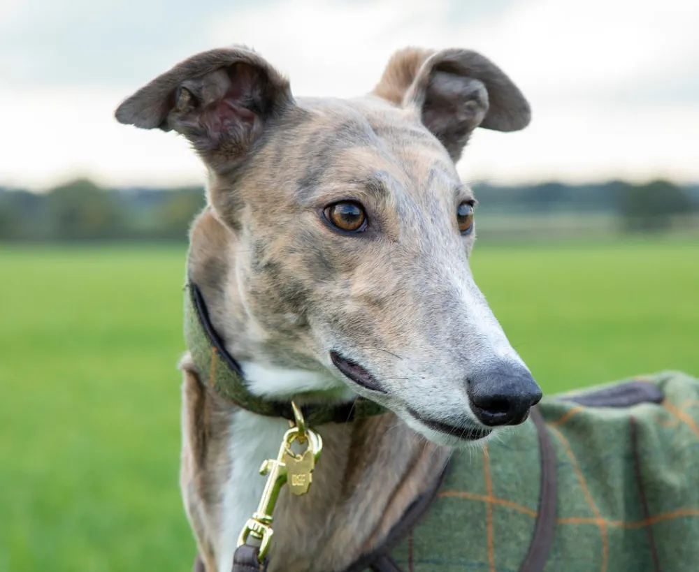 Digby & Fox Tweed Greyhound Collar^Shires Equestrian Outlet