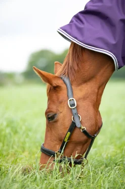 Highlander Original 100 Turnout Rug^Shires Equestrian Best