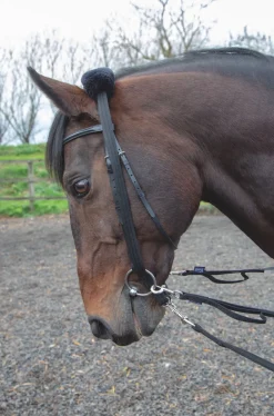 Lunging Adapter^Shires Equestrian Discount