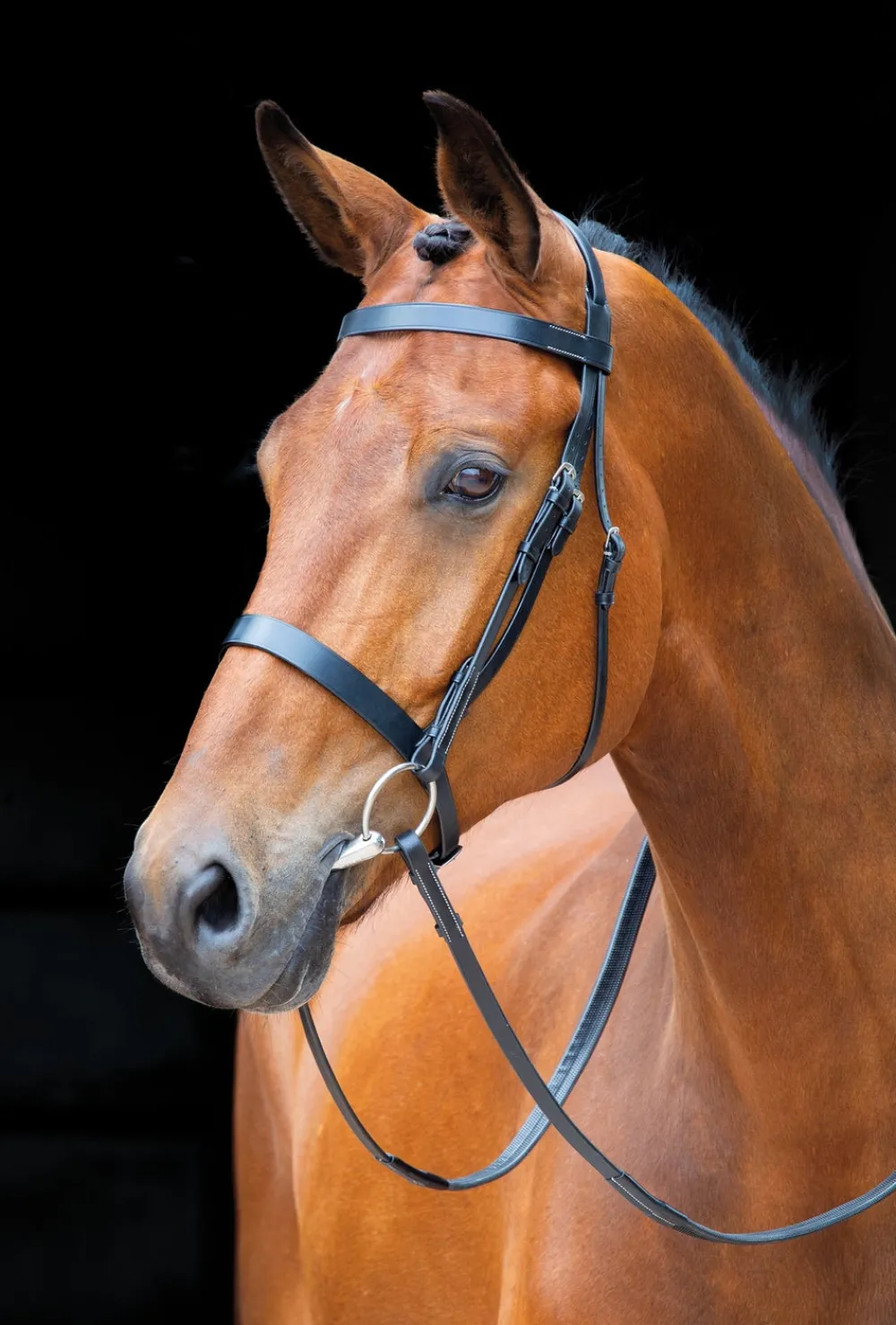 Salisbury Berrington Bridle^Shires Equestrian Best