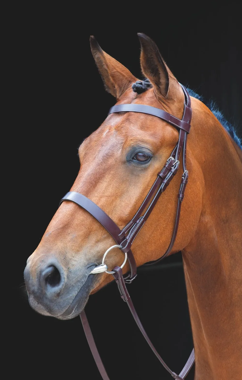 Salisbury Berrington Bridle^Shires Equestrian Best