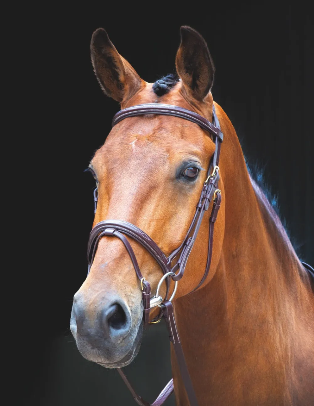 Salisbury Bodenham Bridle^Shires Equestrian Outlet