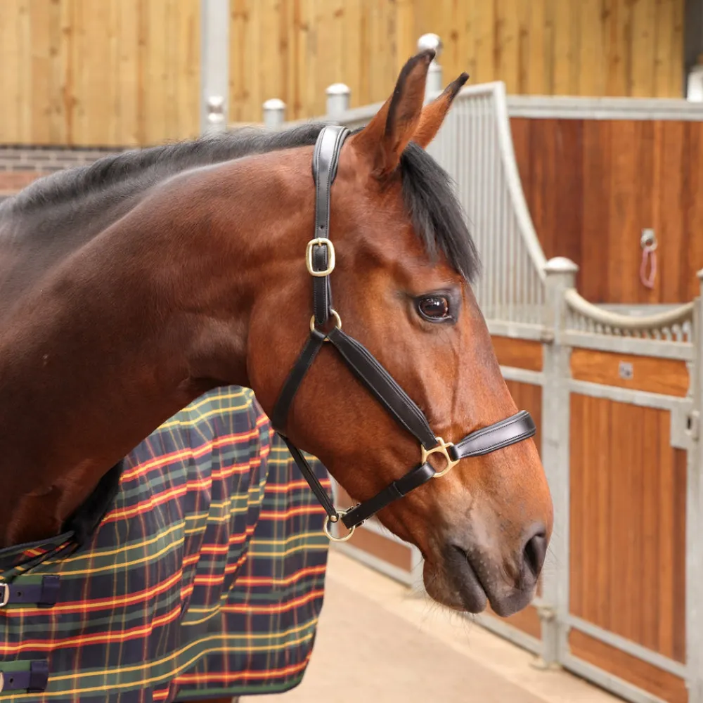 Tempest Plus Lite Stable Rug^Shires Equestrian