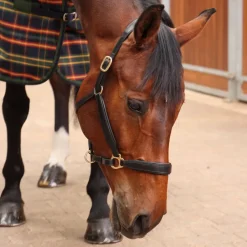Tempest Plus Lite Stable Rug^Shires Equestrian