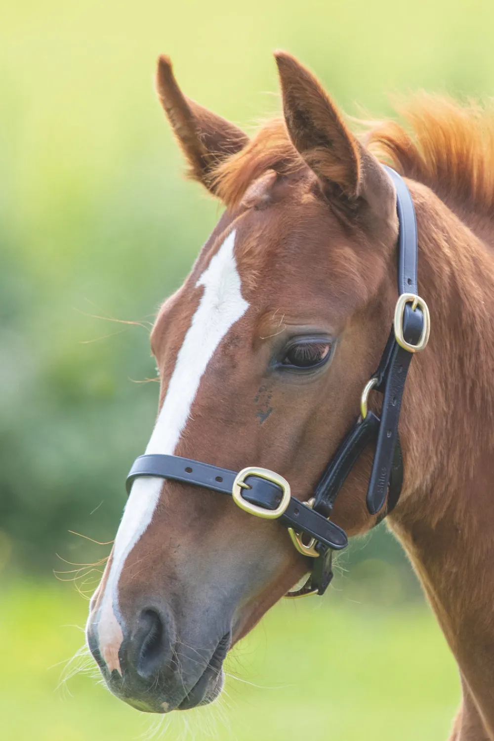 Velociti GARA Adjustable Leather Headcollar^Shires Equestrian Outlet