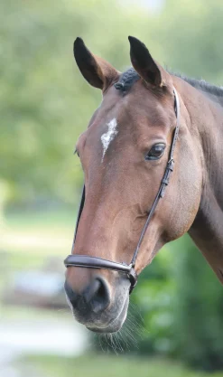 Velociti GARA Drop Noseband^Shires Equestrian Discount