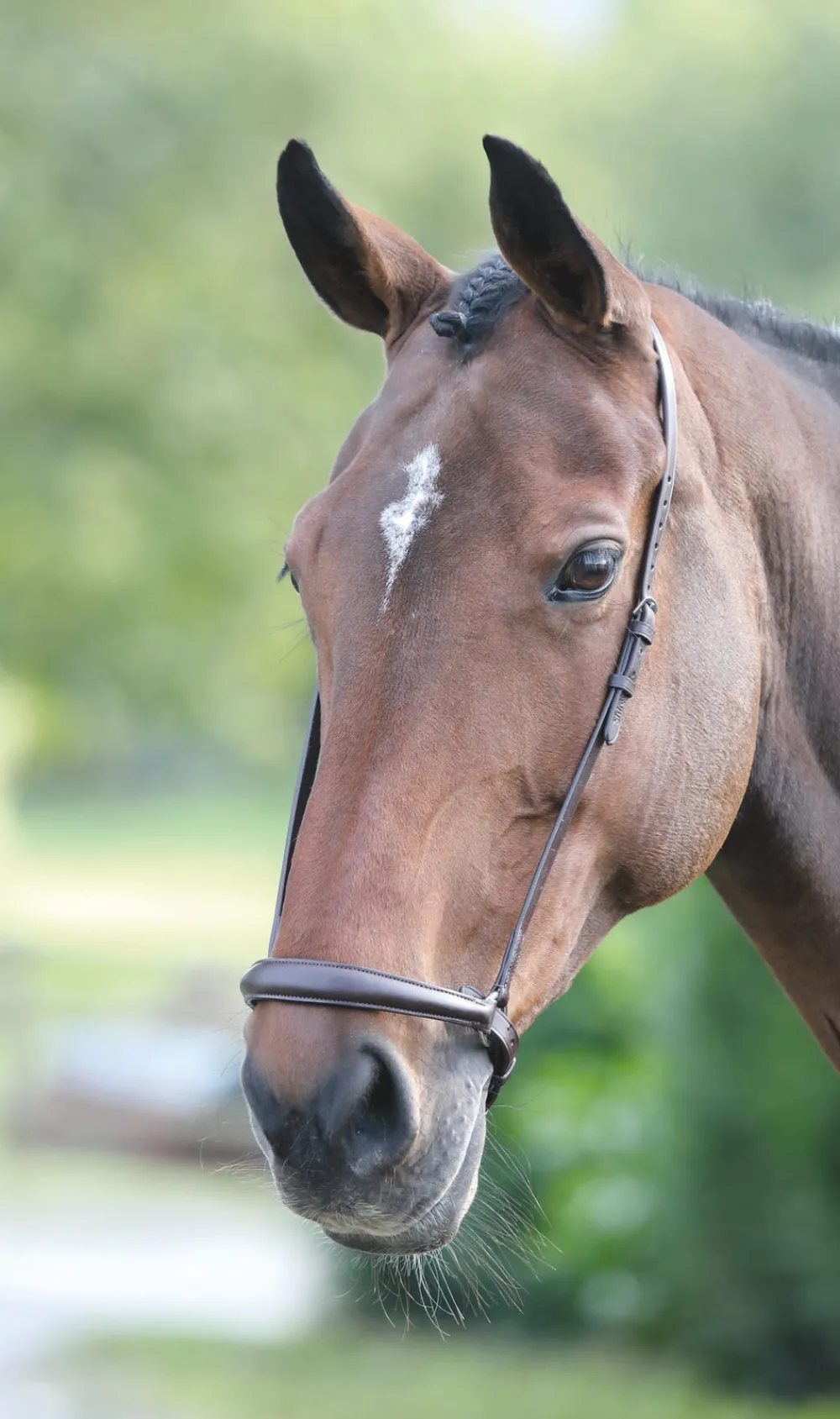 Velociti GARA Drop Noseband^Shires Equestrian Discount