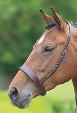 Velociti GARA Hunter Cavesson Noseband^Shires Equestrian Best