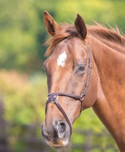 Velociti GARA Mexican Noseband^Shires Equestrian Best