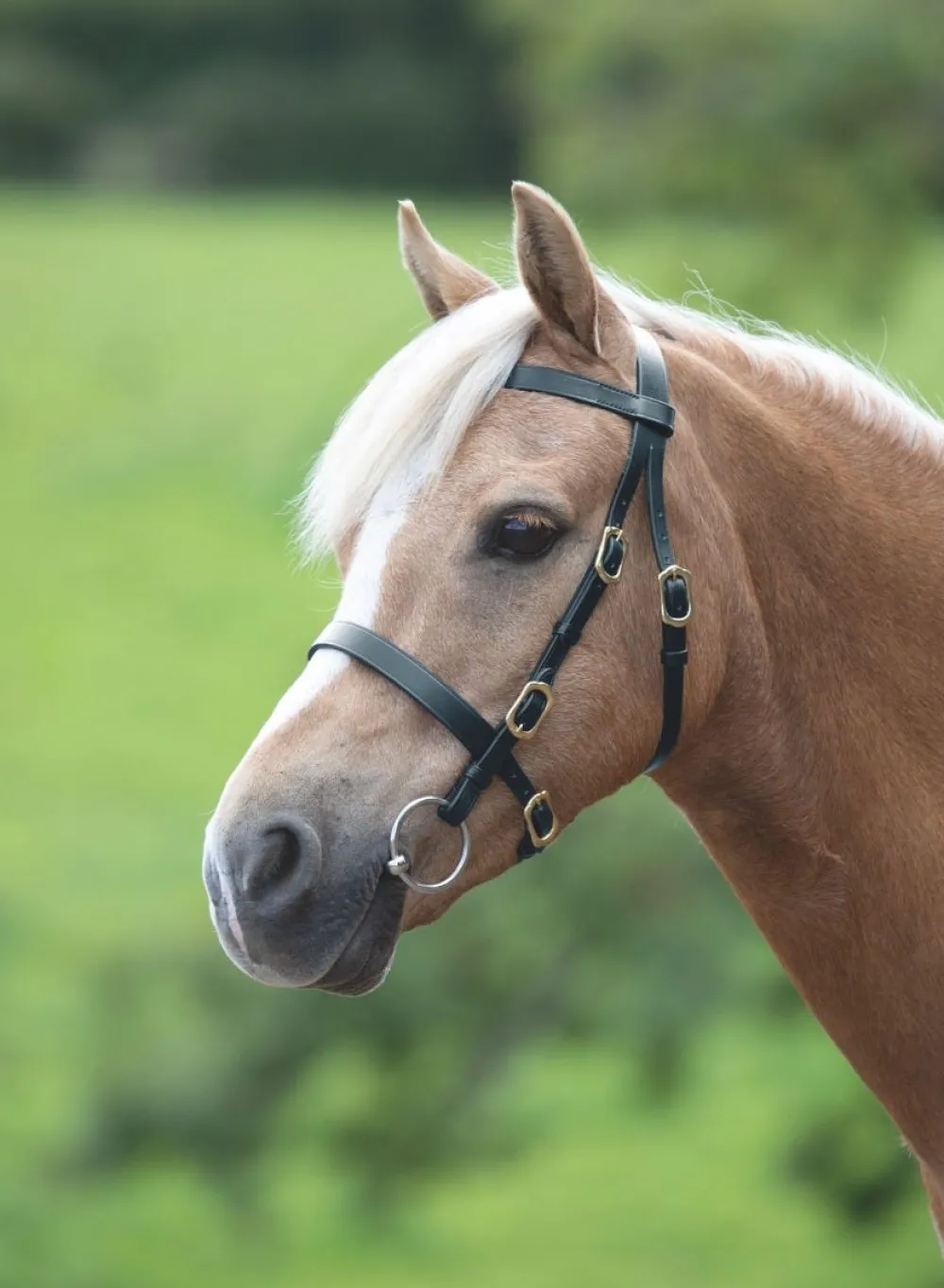 Velociti GARA Plain Inhand Bridle^Shires Equestrian Best