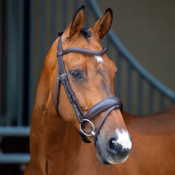 Velociti Lusso Dressage Flash Bridle^Shires Equestrian Sale