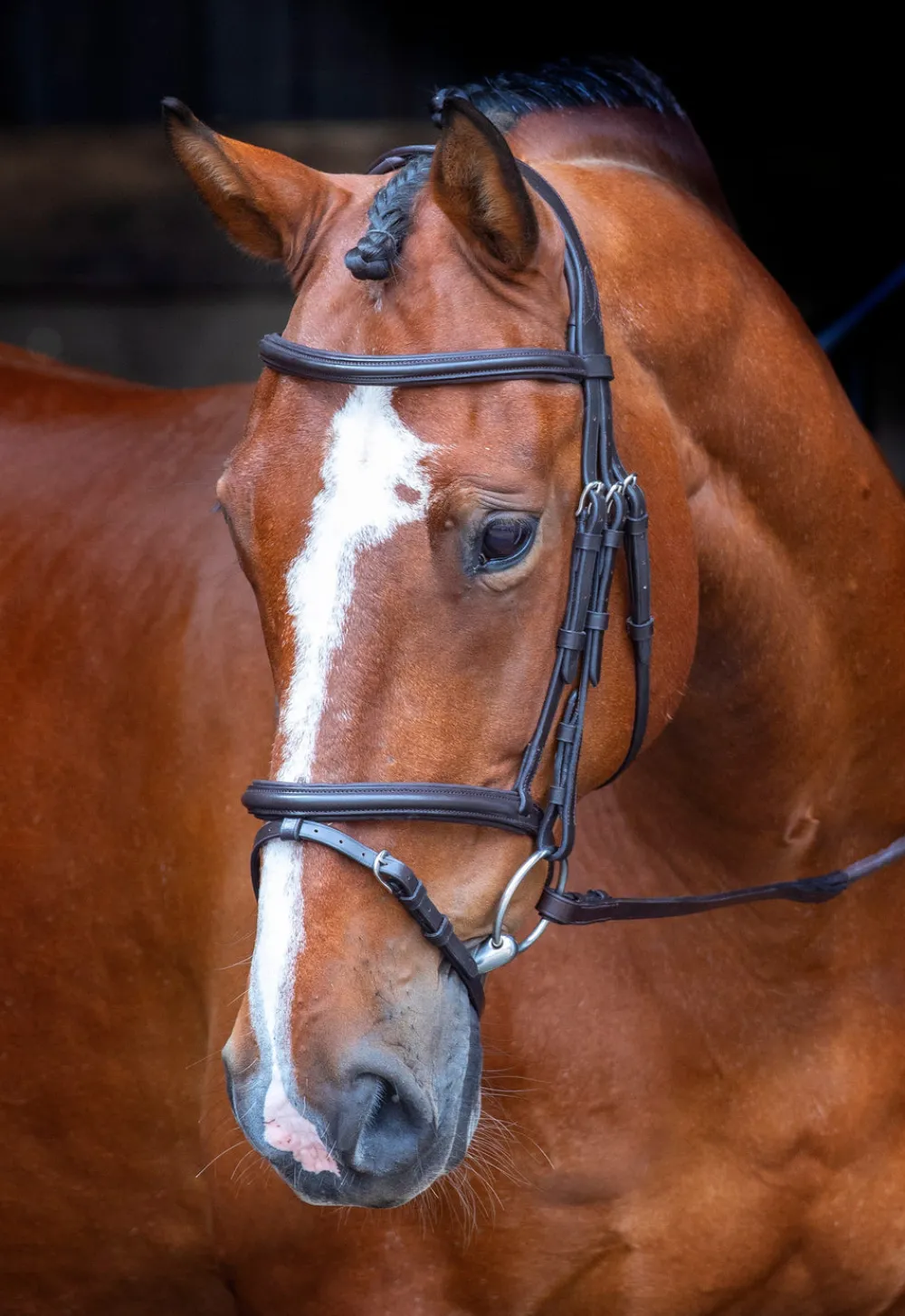 Velociti RAPIDA Padded Raised Flash Bridle^Shires Equestrian Sale